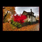 Fall Leaves_Nov 1_2012_HDR_C2718_2x2