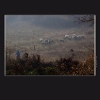 Flock of Sheep_Nov 4_201_5323_2x2