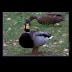 Ducks_Nov 4_2011_5560_2x2
