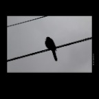 Hawaii Bird on a Wire_Nov 17_2012_2460_2x2