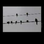 Hawaii Birds on a Wire_Nov 17_2012_2468_2x2