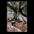 Hawaii Tree_Nov 20_2012_3286_2x2