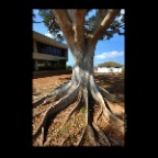 Hawaii Tree_Nov 24_2012_HDR_C9515_2x2