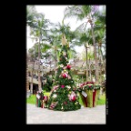 Hawaii Xmas Tree_Nov 25_2012_4518_1_2x2