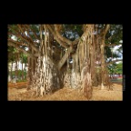 Hawaii Trees_Nov 16_2012_HDR_C8558_2x2