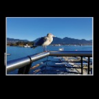 Coal Harbor Seagull_Oct 11_2016_HDR_A2134_2x2