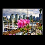 Flower Vancouver_Jun 4_2017_HDR_L5748_peHdr3d_1_2x2