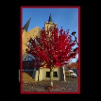 Strathcona Church Tree_Oct 27_2018_HDR_D1451_2x2