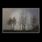 6 View Trees_Jan 1_2016_HDR_K1914_peSepia_2x2
