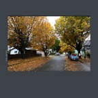 Strathcona Trees_Nov 5_2012_C3429_2x2