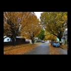 Strathcona Trees_Nov 5_2012_HDR_C3430_2x2