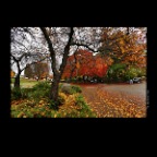 Strathcona Trees_Nov 5_2012_HDR_C3466_2x2