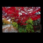 Strathcona Trees_Oct 31_2012_HDR_C2574_2x2