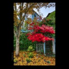 Strathcona Trees_Oct 31_2012_HDR_C2626_2x2