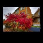 Strathcona Trees_Oct 31_2012_HDR_C2670_2x2