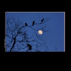 Blackbirds & Moon_Apr 12_2014_HDR_E1694_2x2