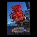 CanPlaceTree_Oct 6_2012_HDR_C7819_2x2