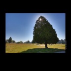 Cemetery Tree_Sep 19_2012_HDR_C2188_2x2