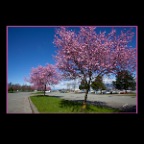 Cherry Blossoms_Mar31_2011_0772_2x2
