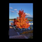 Coal Harbor Tree_Oct 16_2012_HDR_C9877_2x2