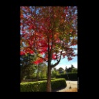 Dunbar Trees_Oct 8_2012_HDR_C8798_2x2