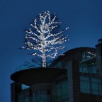 English Bay Tree_Dec 25_2012_HDR_C6587_2x2