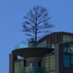 English Bay Tree_Feb 1_2012_8617_2x2