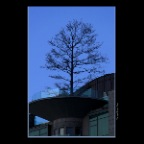 English Bay Tree_Feb 1_2012_8632_2x2