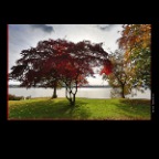 English Bay Trees_Oct 28_2012_HDR_C2410_2x2
