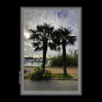 Concord Pacific Palm Trees_May 8_2019_HDR_E9296_2x2
