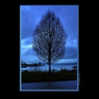 English Bay Tree_Dec 20_2012_HDR_C5131_2x2