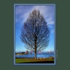 English Bay Tree_Dec 24_2014_HDR_F2744_2x2