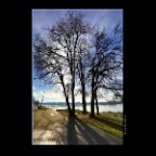 English Bay trees_Jan 2_2013_HDR_C8519_2x2