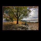English Bay Trees_Oct 28_2012_HDR_C2390_2x2