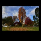 English Bay Trees_Oct 28_2012_HDR_C2414_2x2