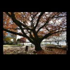 English Bay Tree_Oct 28_2012_HDR_C2310_2x2