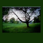 Falaise Park Tree_2x2