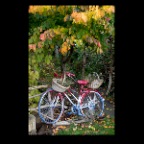 Fall Leaves & Bike_Oct 31_2010_4231_2x2