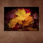 Fall Leaves_Oct 21_09_6003vel_peShrpfctBrght_2x2