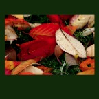 Fall Leaves_2556_2x2