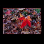 Fall Leaves_Jan 3_2013_HDR_C9247_2x2