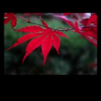 Red Leaves_1851_2x2