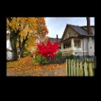 Fall Leaves_Nov 1_2012_HDR_C2706_2x2