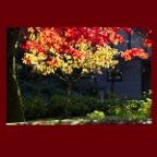 Fall Leaves_Nov 11_2010_5645v_2x2