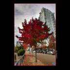 Fall Leaves_Nov 11_2013_HDR_D4786_2x2