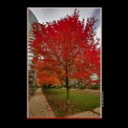 Fall Leaves_Nov 11_2013_HDR_D4826_2x2