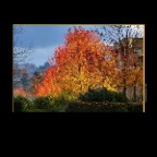 Fall Leaves_Nov 14_2012_HDR_C5663_2x2