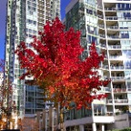 Fall Leaves_Nov 14_2012_HDR_C5751_2x2