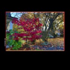 Fall Leaves_Nov 3_2013_HDR_D3004_2x2