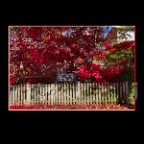 Fall Leaves_Nov 3_2013_HDR_D3048_2x2